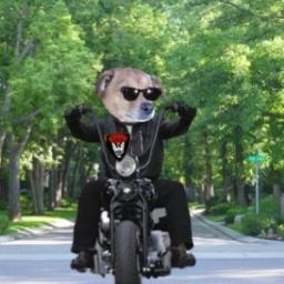 ChazzTheDog's profile picture. I'm ChazzTheDog. I'm a 5 yr old boy. I'm a Terrier/Shiba Inu w/ a flippy tail. Eat, go for walks, & nap. #BBOT & I am Roadie for da SC Band.