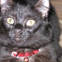Forrest Cody (@forrestthecat) 's Twitter Profile