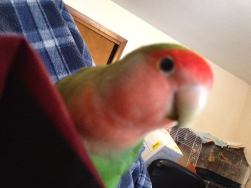 mysteriowl's profile picture. chirp?