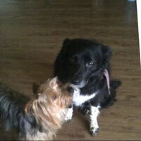 Calum (@4_1_4_1) 's Twitter Profile