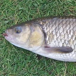 danso36's profile picture. 40 ans, pêcheur à la mouche depuis plus de dix ans et souhaite faire partager cette passion et faire découvrir les rivières d'Indre