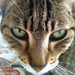This Cat knows the streets, Wall St. that is!