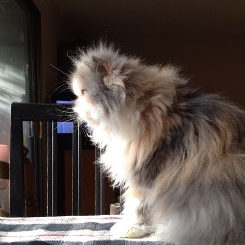 threejones's profile picture. 