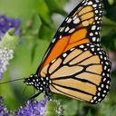 Cathy Hazel - @irishmom247 - Twitter