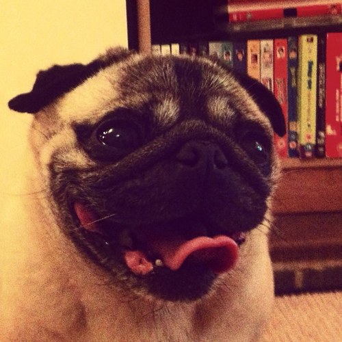 Boycebo's profile picture.