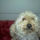 Debbie Hook - @nanahook - Twitter