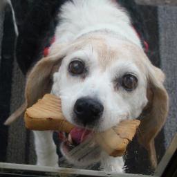 bglsworld's profile picture. 