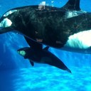 donna tank - @TankDonna - Twitter