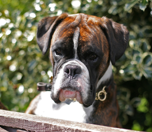 HectorBoxerDog's profile picture. I'm a big bouncey Boxer! I love chasing my ball, playing tug, gnawing on a bone. Love walkies too. Hate cats! Founder of #boxerdogsrule