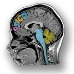 Un sitio de encuentro para compartir información valiosa sobre #psicología y #neurociencia...¡en nuestro idioma! #Ciencia Manejado por @alruizzo