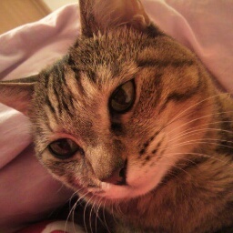 kisaranpasaran's profile picture. 歴史(主に新選組)が好き。
アクション映画や観劇も好き。
初心者ですが、プロレスにどハマリしてます。
ケンドーカシンさん、鈴木秀樹さん、藤田和之さんが好きです。プロレス団体はいろいろ観戦してますが、DDTとドラゲーは箱推し。最近はアニメ川越ボーイズ•シングにハマってます。