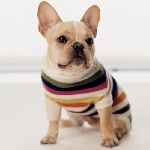 puppies in sweaters dogs in sweaters dogsinsweaters puppies in sweaters dogs in sweaters dogsinsweaters