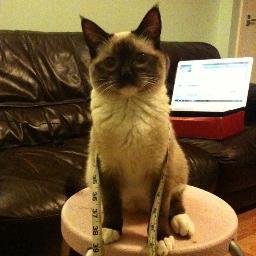 Moby_Mobster's profile picture. One Mobster Cat in my power struggle with the world.