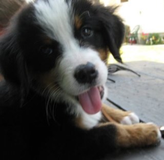 hogarthc4's profile picture. Wife of Army Retired Veteran, Mom of 2 Great Sons & Realtor Dedicated to Helping America's Hero's.