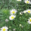 Wild Daisy - @WildDaisy2 - Twitter