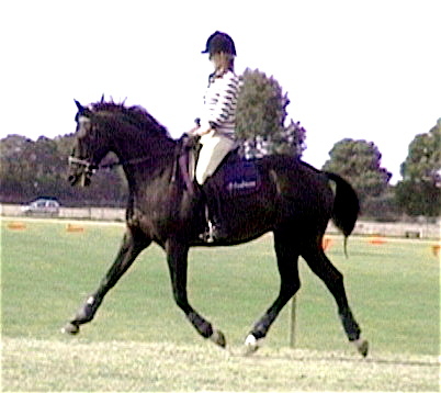 Pretty_Pony's profile picture. Pony Posse Foreign Correspondant