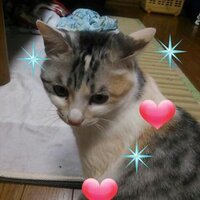 のぶこ (@1953hk0906) Twitter profile photo