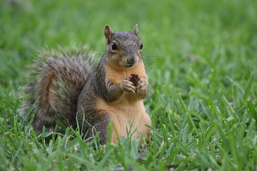 TXST Squirrel life