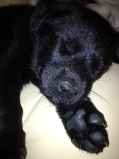 DrugDogMacy's profile picture. 