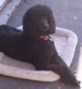 sammy_Poodle's profile picture. I am the best doggie on the planet bar none!