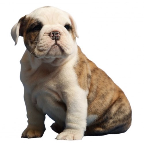 bu_compliments's profile picture. send your Butler University compliments to https://t.co/VTOsUszB5r