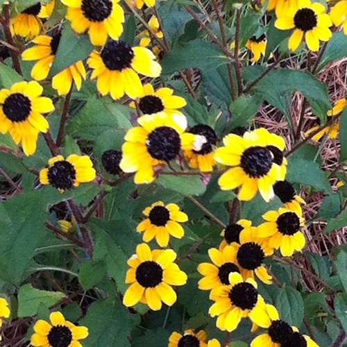 SunKing93's profile picture. Most of this is to be taken seriously. Not all.