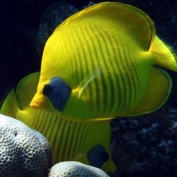 fishcareinc's profile picture. With  over 30 years of experience in creating & maintaining beautiful and healthy aquatic ponds or aquariums.

Aquariums
Ponds
Waterfalls