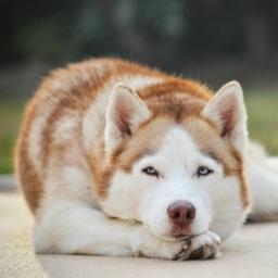 aldo450's profile picture. 