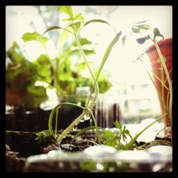 Garden_God's profile picture. 