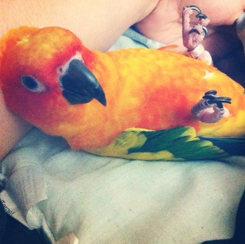 My name is Ritz, and I am a Sun Conure. My favorite foods are blueberries and oranges.  I like throwing toys on the floor so mom and dad have to clean them up.