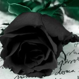 Vampires from around the world collide with witches in an immortal tale of murder, love, and insane twists. NoDM #NotAllVampiresAreCreatedEqual #ArchiviDiSangue