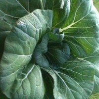 Teton Slow Food (@tetonslowfood) 's Twitter Profile