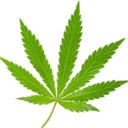 iWeedLove Profile Picture