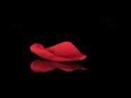 Petalo_'s profile picture. 