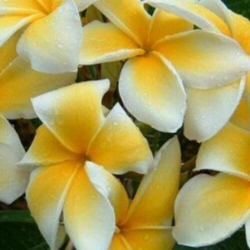 Teinetoa4lyphe's profile picture. I was hacked :(  changing to a new twitter #LiveSTRONG    http://t.co/dBvLvU8oZm…