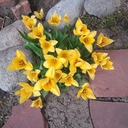 allison pinder - @foxey45 - Twitter