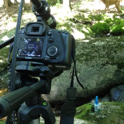 Independent Filmmaker