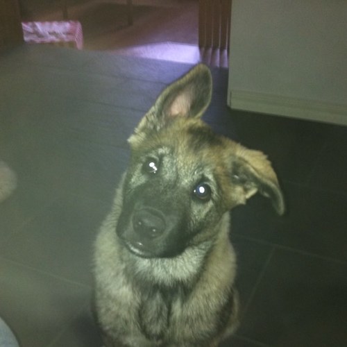 fiddalajnen's profile picture. 