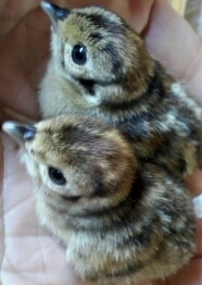 うえだ