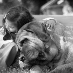 Dogs are only the thing on earth that loves you more than he loves himself.....
Show love and care for our dogs, follow Certified Dog Lovers....