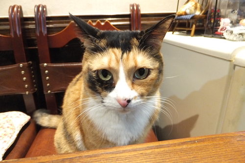 写真、フロ、そして猫。 現在、節酒ブーム中
