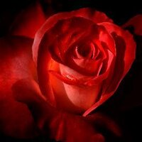 Rita Shakhova (@lunyfiore) 's Twitter Profile