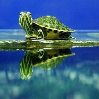 ilike turtles ilike turtles
