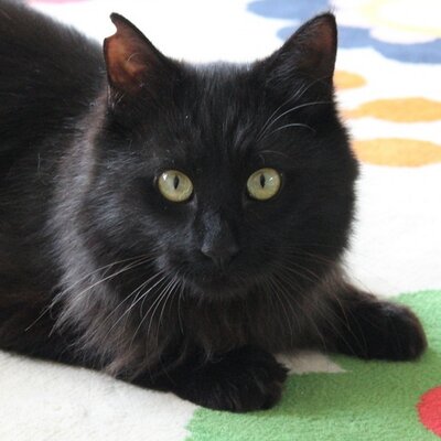 浦安市の保護猫カフェ 猫を売らない猫の店 猫の館me おーにゃー Nekonoyakatame Twitter