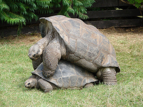 volg ons want schildpadden hebben gewoon enorm veel swek