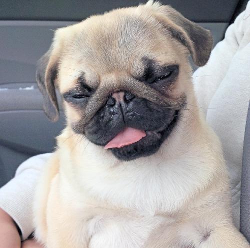 Lots of tea talk, tea pictures, tea diy, and tea quotes. Maybe some jokes, and pugs mixed in there.