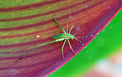 MaryReppins's profile picture. Just a spoonful of sugar helps the googling go down in a most delightful way!