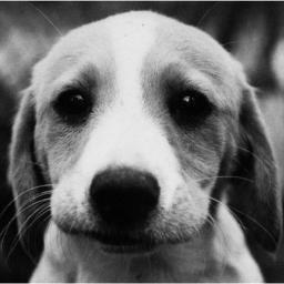 ZloyPutin's profile picture. Презиент Роисской Феерации.
Я вам такого рака на галерах покажу!