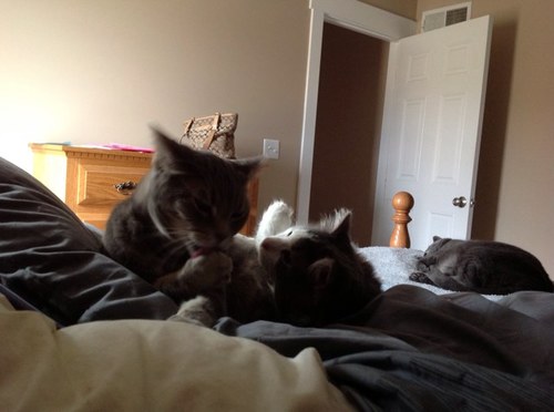 Goerniego's profile picture. 