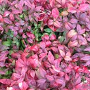 Lavern Cole - @Taliwag - Twitter